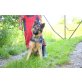 Imina, Schäfer-Mix - Hündin