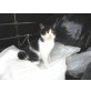Imma , Europäische Kurzhaarkatze - Katze