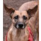 Ina 3, Pinscher Spitz Mischling - Hündin