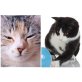Inanna & Felix, Inanna & Felix. Zwei zauberhafte Schätze - Katze