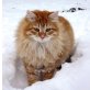 Incas, Sibirische Katze - Kater