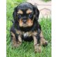 Indi, Cavalier King Charles Spaniel Welpen - Rüde