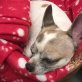 Indi, Chihuahua kurzhaariger Schlag - Hündin
