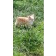 Indi , Chihuahua langhaariger Schlag - Rüde