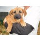Indi, Verschmuster Junghund auf der Suche! Welpen - Rüde