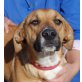 India, dt. Boxer - Labrador Mix - Hündin