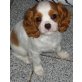 Indiana Jones, Cavalier King Charles Spaniel Welpen - Rüde