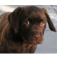 Indiana , Labrador Retriever - Hündin