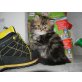 Indiana, Perser - Katze