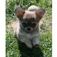 Indigo, Chihuahua langhaariger Schlag Welpen - Rüde
