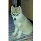 Indigo, Siberian Husky Welpen - Rüde