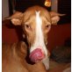 Indio, Podenco - Rüde