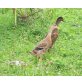 Indische Laufente - weiblich