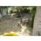 Indische Laufente - weiblich