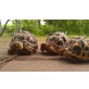 Indische Sternschildkröte