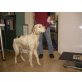Indy, liebenswürdiger Setter, English Setter - Rüde