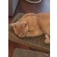 Indy und Ivenhoe, Burmakatze - Kater