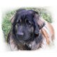 Inea, Leonberger - Hündin