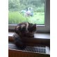 Inea, Maine Coon - Katze