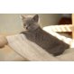 Ines, Britisch Kurzhaarkatze - Katze