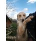 Ines, Husky-Mix - Hündin