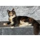 Ines+Isabella, Maine Coon - Katze