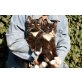 Ines,Izolda, Izabella, Ivor, Sibirische Katze - Katze