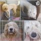 Ines, Komondor - Hündin