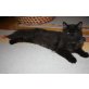 Inez,Izolda,Karlo,Kallisto, Sibirische Katze - Katze