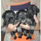 Inga ,Ina , Ida, Zwergschnauzer Welpen - Hündin