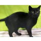 Inga, Mischling - Katze