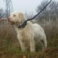 Inga, Rasse Briquet Griffon Vendéen - Hündin