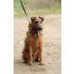 Ingo, Airedale Terrier Mix - Rüde