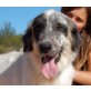 Ingrid, Leonberger Mix - Hündin