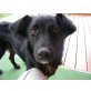 Inka, Flat-Labrador-Retriever-Mischling - Hündin