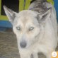 Inka, Husky Mischling? - Hündin