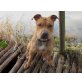 Inka, Staffordshire-Bullterrier - Hündin