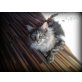 Inkhearts Bandit vom Weryhof, Maine Coon - Kater