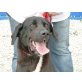 Inko, Dogge-Labrador Mischling - Rüde