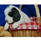 Ino vom Schnepfengrund, Englischer Cockerspaniel Welpen - Rüde