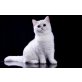 Inoa, Britisch Kurzhaarkatze - Katze