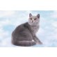 Int.Ch. La Dolce Vita de Eminence, Britisch Kurzhaarkatze - Katze
