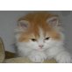 Intus , Perser - Kater
