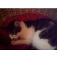 Inuky, Europäische Kurzhaarkatze - Kater