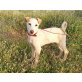 Ira, Labrador-Mischling Welpen - Hündin