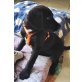 Ira, Labrador-Mix Welpen - Hündin