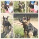 Ira, Schäfer-Mix - Hündin
