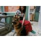 Ira, Schäferhund - Hündin