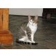 Irina, Europäische Kurzhaarkatze - Katze
