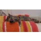 Iris, Baby - Katze